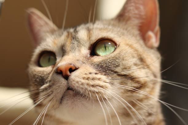 istock Cat with beautiful green eyes. 1219680377