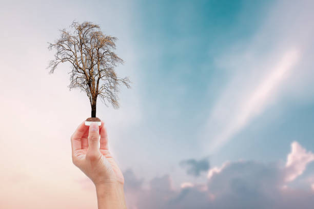 istock Hand holding a bottle cup plastic with dry tree leafless on sun set background. save the earth ecology concept. 1219681188