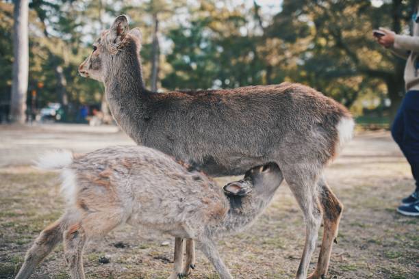 istock Deers in the wild at Nara Park 1219681367