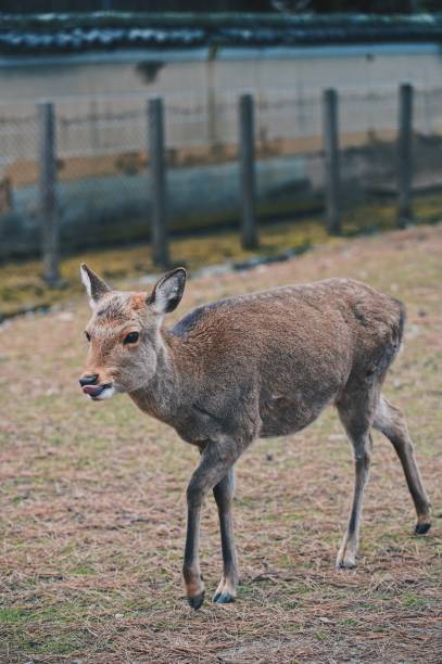 istock Deers in the wild at Nara Park 1219681729