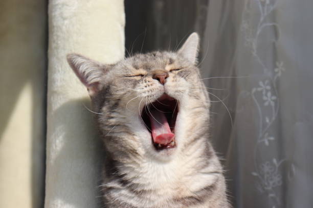 istock A cat with a cute expression on the yawning face. 1219681822