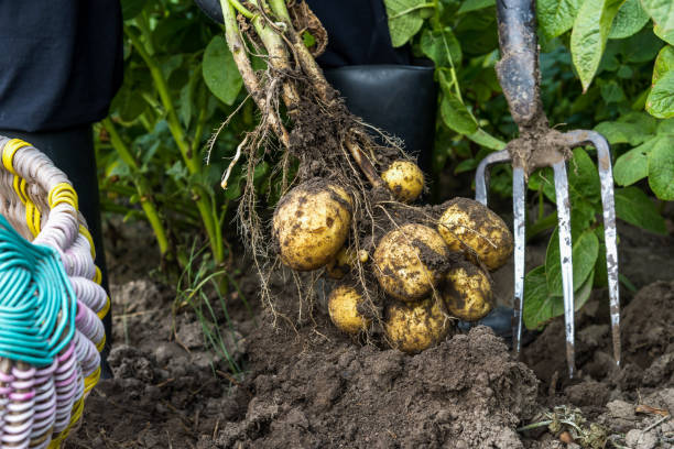 istock Worker digging up potatoes in the field, potatoes harvest 1219682544