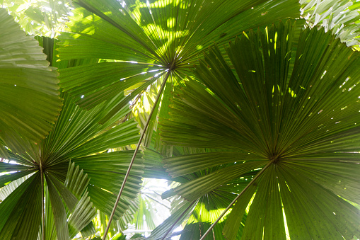 Vibrant green, backlit palm frond with shadows cast upon it. Photo taken at Jennings State forest in northeast Florida. Nikon D750 with Venus Laowa 15mm macro lens