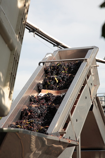 Destemming Processing with Destemmer and Crusher in Napa Valley, California, USA. Destemming is the process of removing the grape berries from the stems.