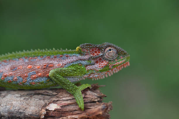 Chameleon outdoors in bright sunlight.