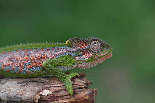 A close up of a Cape Dwarf Chameleon