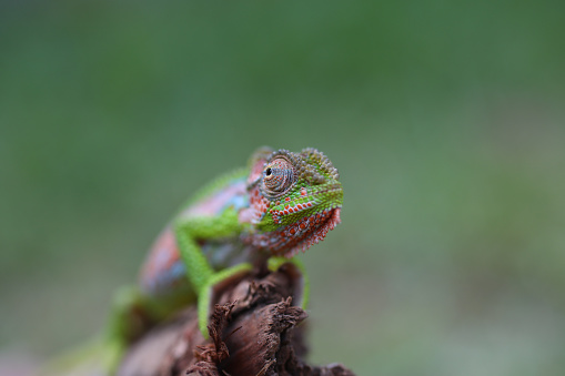 A close up of a Cape Dwarf Chameleon