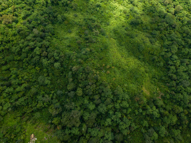 istock Landscape nature in Phu Thap Boek Thailand. 1219688742