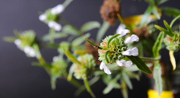 Leucas aspera The plant with white petals leucas aspera stock pictures, royalty-free photos & images