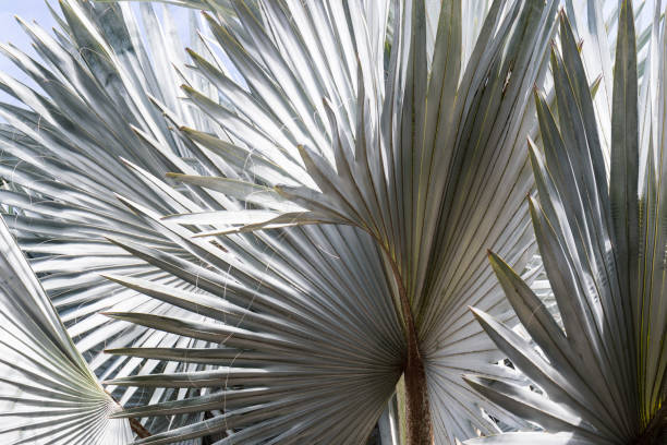 istock Bismarckia nobilis Hildebr. I'm H.Wendl. 1219690152