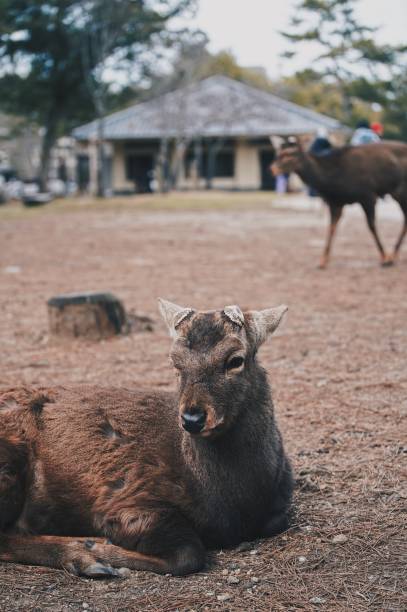 istock Deers in the wild at Nara Park 1219690404