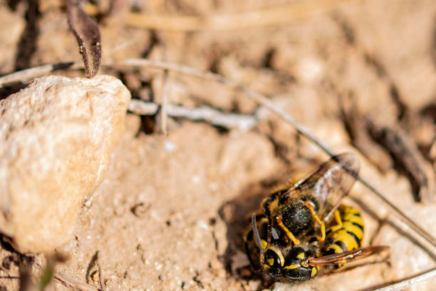 istock Deadly fight between insects in the open field 1219691909