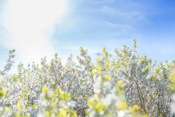 istock White flowers of cherry blossoms on sunny spring day. Blooming sakura tree on sky background in garden or park. Cherry blossom. 1219692211