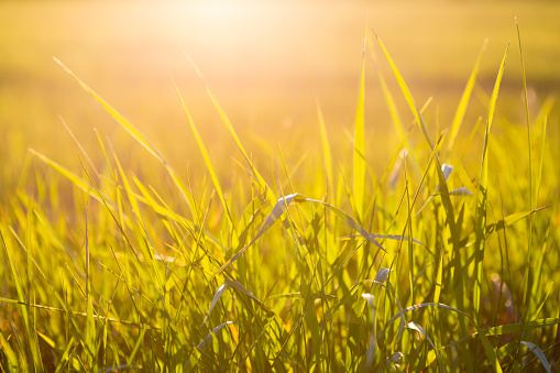 Green grass close up at sunrise or sunset with sun rays