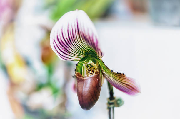Beautiful orchid flower with natural background