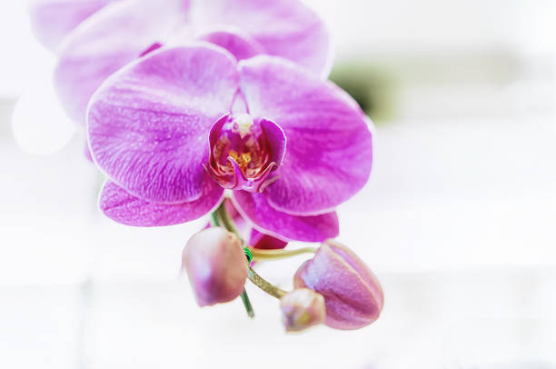 istock Beautiful orchid flower with natural background 1219692870