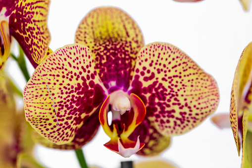 Phalaenopsis Red White stripe x hybrid Orchid flower bloom with soft focus and White background. Floral tropical design element for cosmetics, perfume, beauty care products.