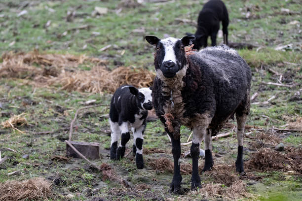 istock Young black sheeps, lambs with there mother sheep, look at the camera 1219692983