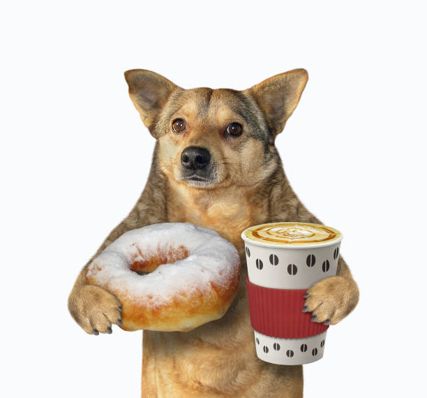 istock Dog likes to eat donuts 1219693029