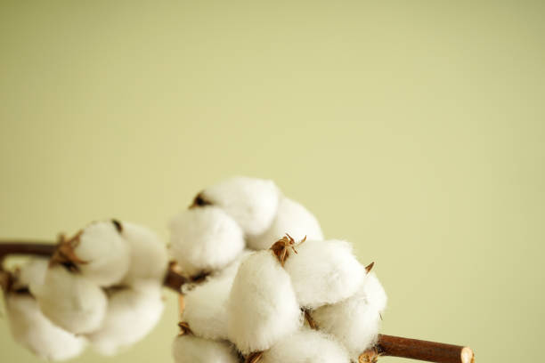 istock Beautiful cotton branch with place for text. 1219694033