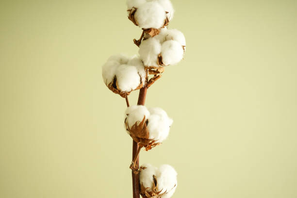istock Beautiful cotton branch close-up. Flat lay. 1219694504