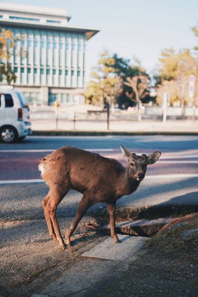 istock Deers in the wild at Nara Park 1219695393