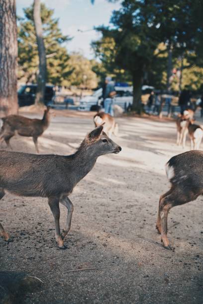 istock Deers in the wild at Nara Park 1219695427