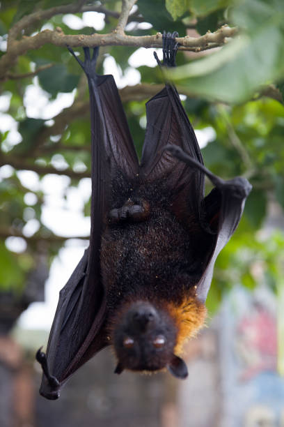 istock Large Flying Fox (Pteropus vampyrus) hanging in a tree at Bali Indonesia 1219696537