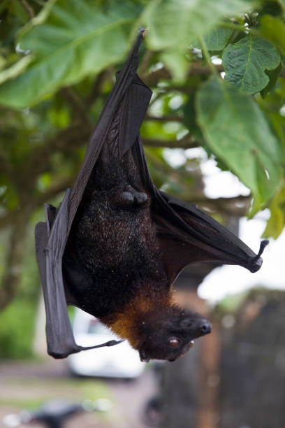 istock Large Flying Fox (Pteropus vampyrus) hanging in a tree at Bali Indonesia 1219696538
