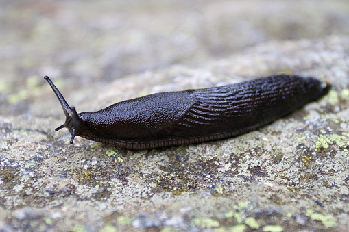 Black Slug, Pallars Sobira region of the Pyrenees, Spain