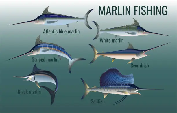 Vector illustration of Blue, black, striped and white marlin, swordfish and sailfish