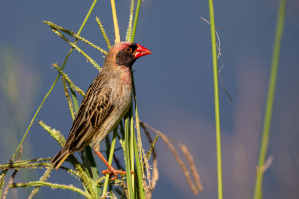 Red Billed Quelea bird sitting in stems of grass to eat fresh seeds Red Billed Quelea bird sitting in stems of grass to eat fresh seeds red billed quelea stock pictures, royalty-free photos & images
