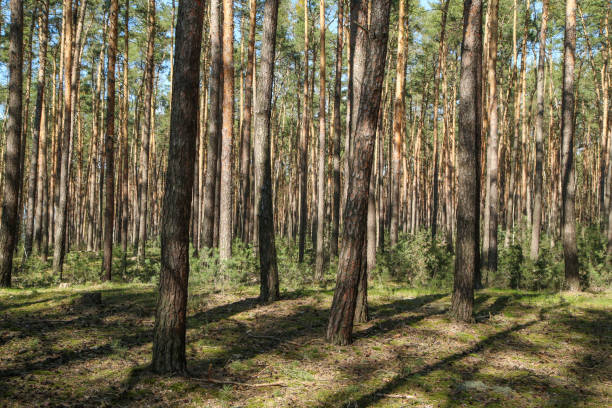 istock The nice fresh pine Wood with moss on the ground in Czech Republic during the nice spring sunny day. 1219703077
