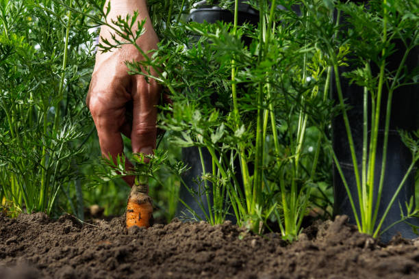 istock Worker digs up carrots, person harvesting carrots, 1219704292