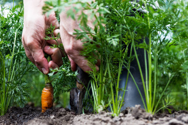 istock Worker digs up carrots, person harvesting carrots, 1219704332