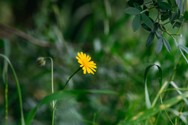 Beautiful Yellow Flowers in Spring