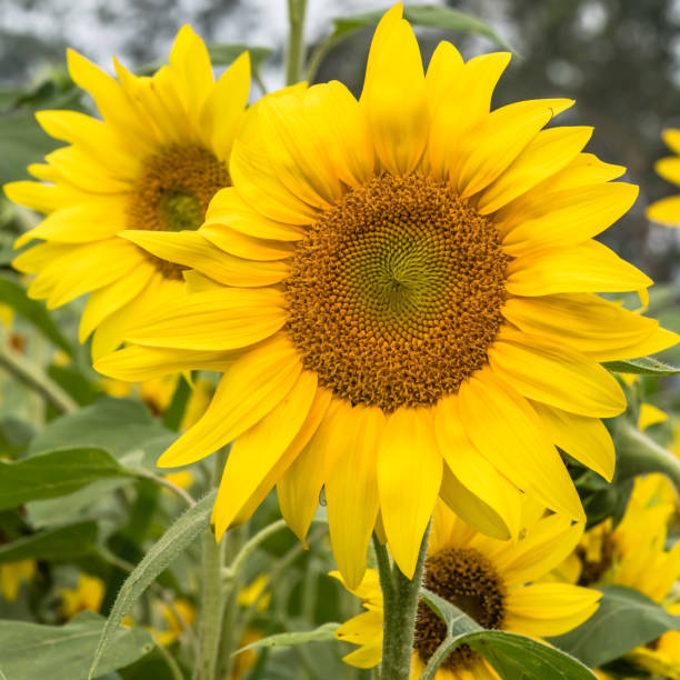 sonnenblumen erntereif - yarramalong stock-fotos und bilder