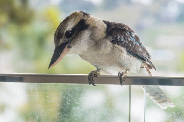 istock Laughing Kookaburra on a balcony 1219706403