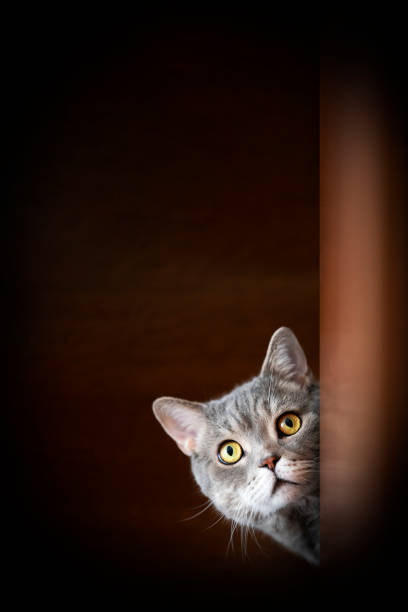 istock British shorthair cat lock on target at home. 1219706444