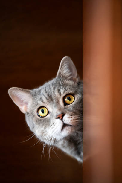 istock British shorthair cat lock on target at home. 1219706446
