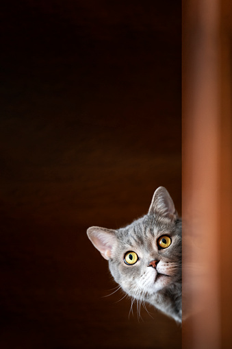 British shorthair cat lock on target at home.