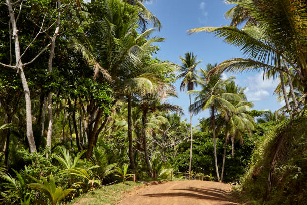 istock Bahia coastal forests 1219707167