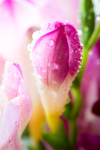Extreme macro close up depicting pink freesia flowers in full bloom with a defocused bokeh background. Tiny water drops glisten on the flower's fragile petals. Room for copy space.