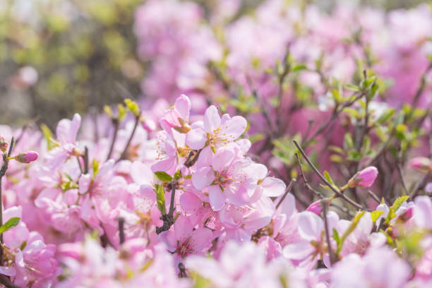 istock Pink hairy cherry flowers blooming outdoors,Cerasus tomentosa 1219707941