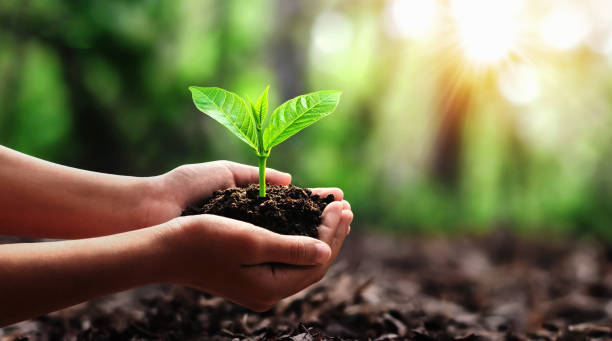 istock hand holding small tree for planting in forest. concept green world 1219708010