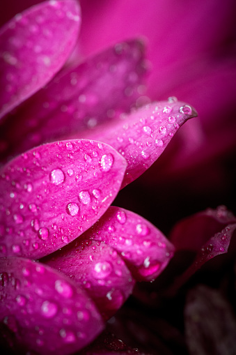 Extreme macro close up depicting pink freesia flowers in full bloom with a defocused bokeh background. Tiny water drops glisten on the flower's fragile petals. Room for copy space.