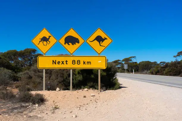 Photo of Australian wildlife warning road sign on a desert highway