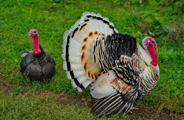 istock Turkeys on the lawn 1219709792