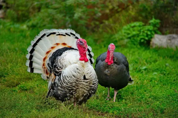 Homemade gobblers is one of the common types of domestic birds of the order galliformes.