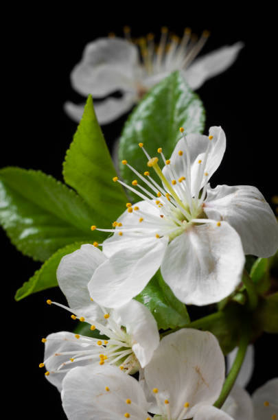 istock Spring flowering, cherry flower, inflorescence, on a black background. 1219710932